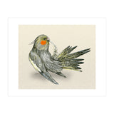 Preening cockatiel (Print Only) thumbnail