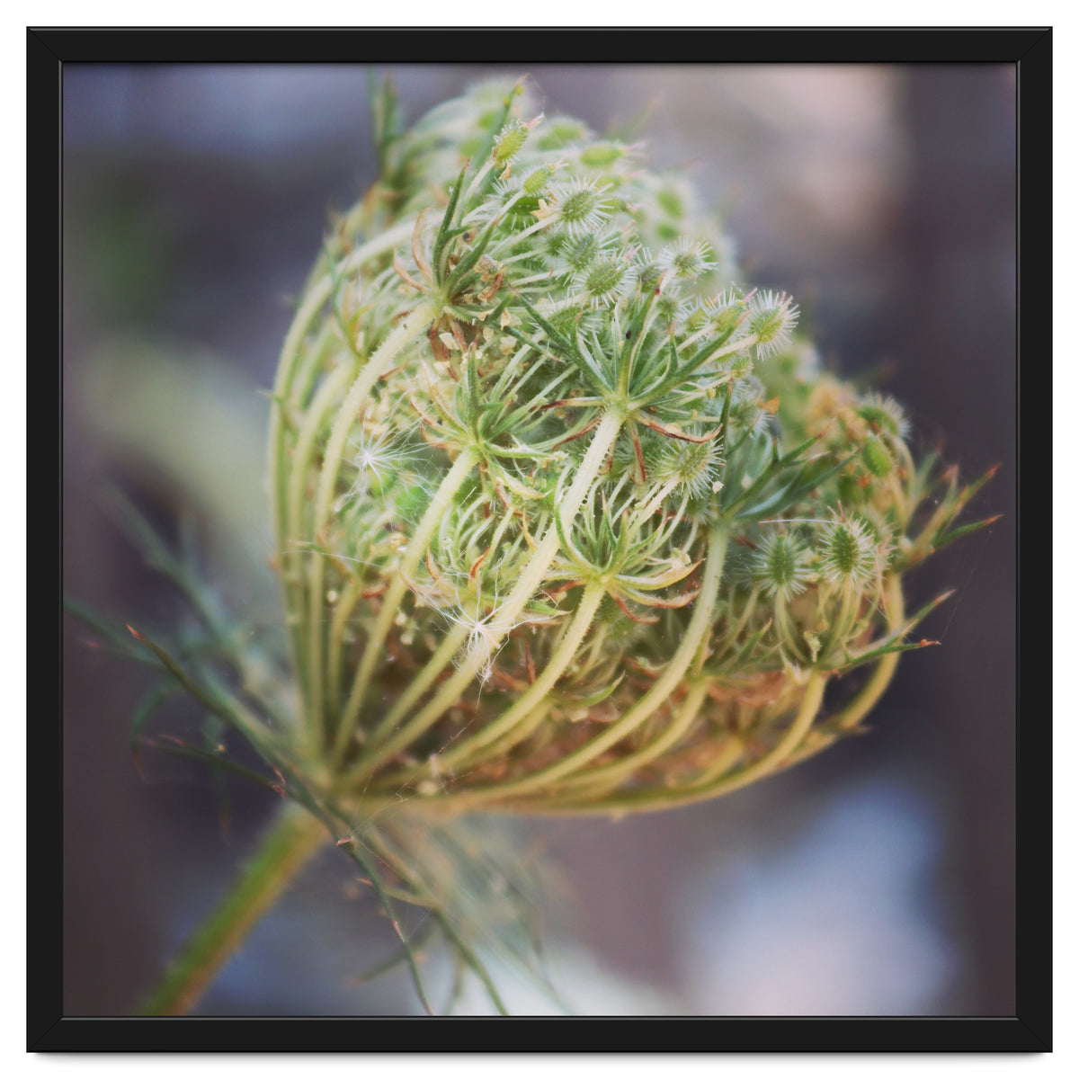 Seed head
