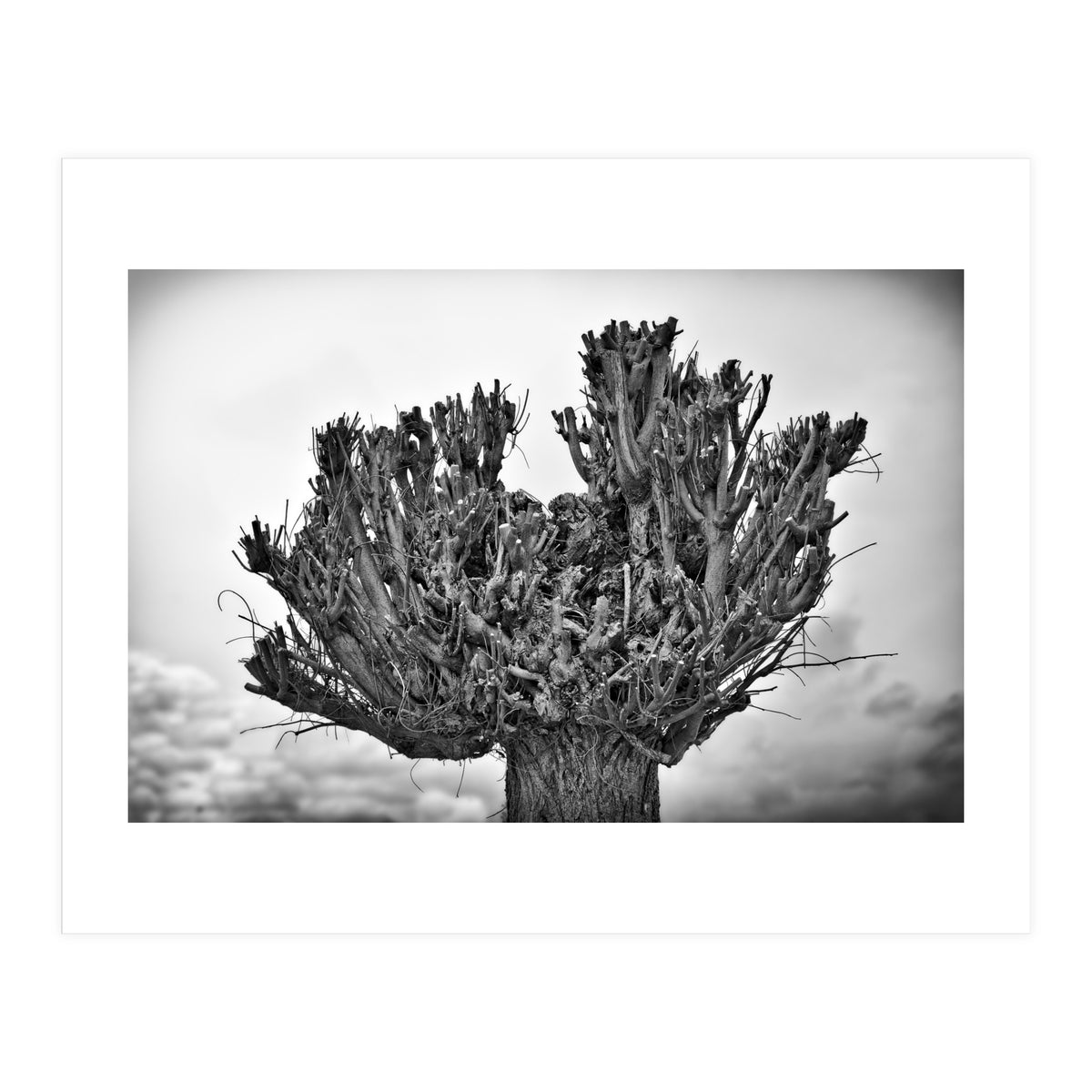 Cut down tree top (Print Only)