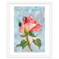 Beautiful Rose Watercolor