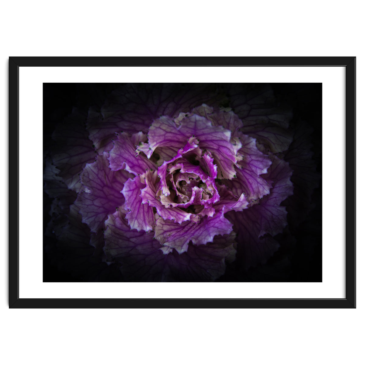 Backyard Flowers No 42 Color Version