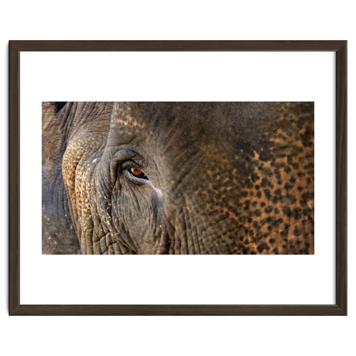 Face To Face - Elephant eye