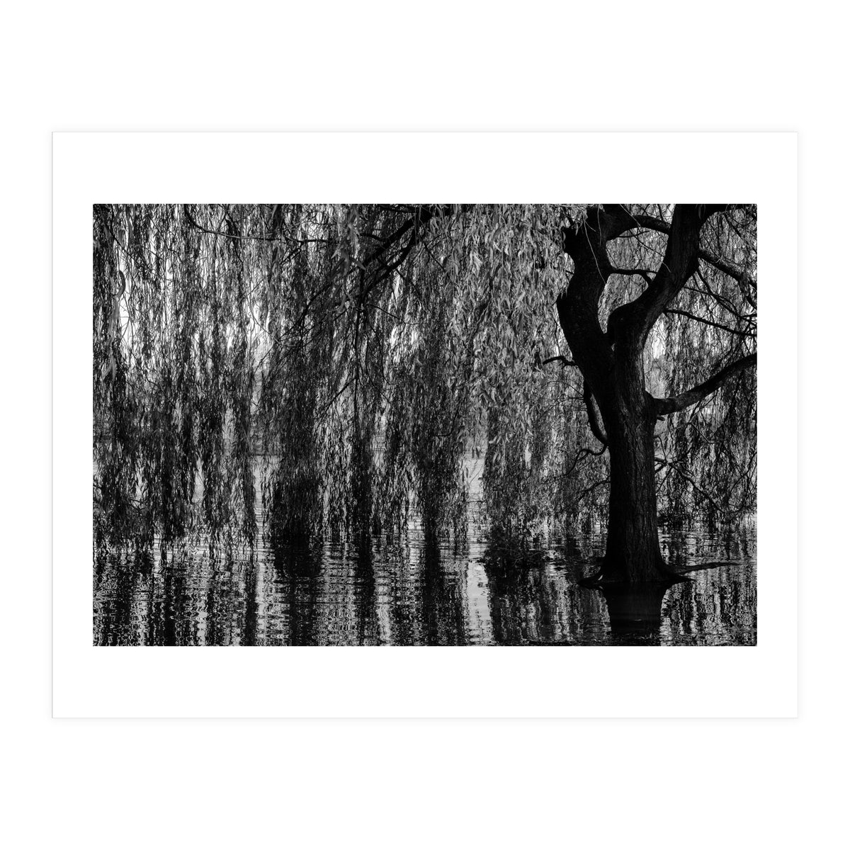 Weeping Willow (Print Only)