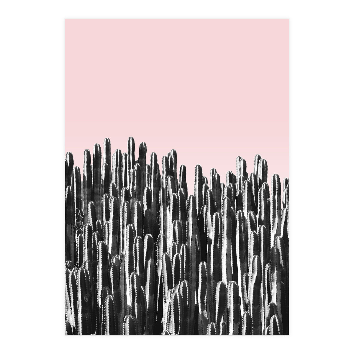 Cactus B&W & Sunset (Print Only)