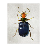 animal (Print Only) thumbnail