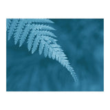 Pteridopsida 1 (Print Only) thumbnail