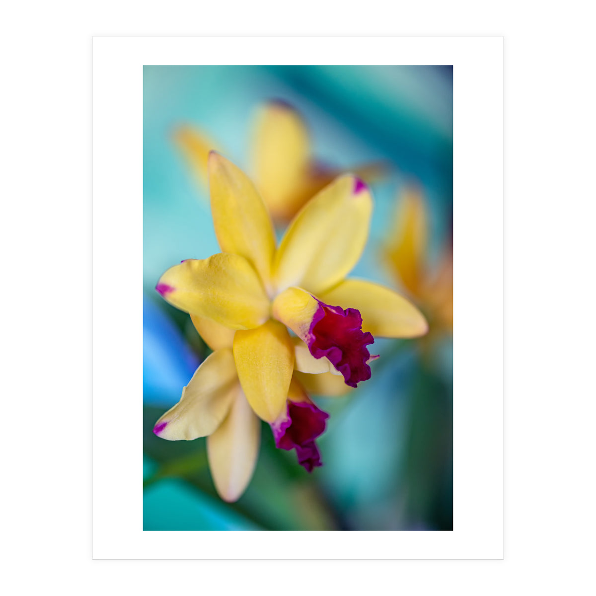 Cattleya Orchidee (Print Only)