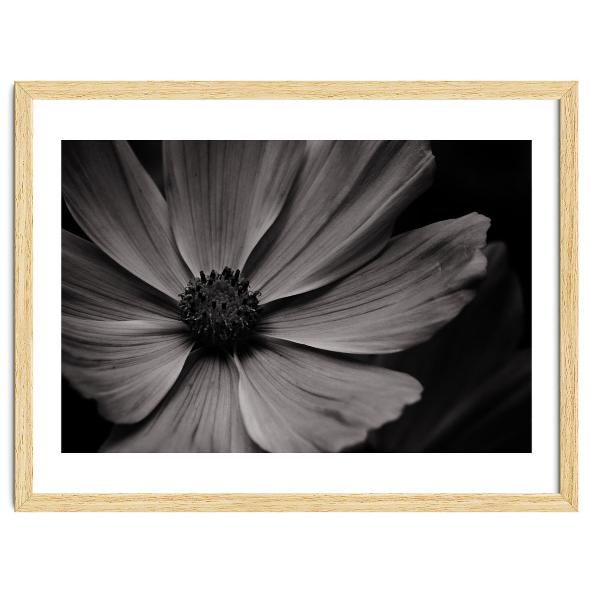 Black And White Flower
