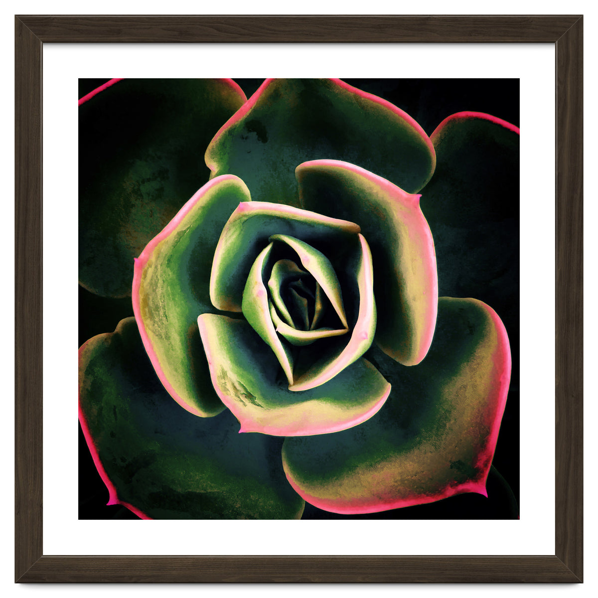 DARKSIDE OF SUCCULENTS XV