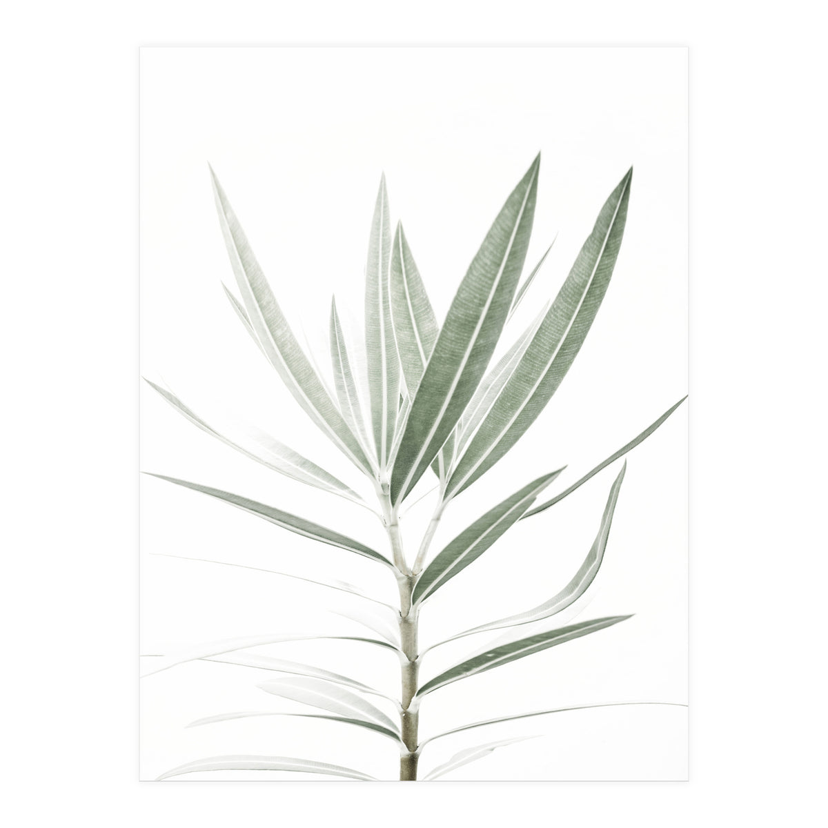 Foliage (Print Only)