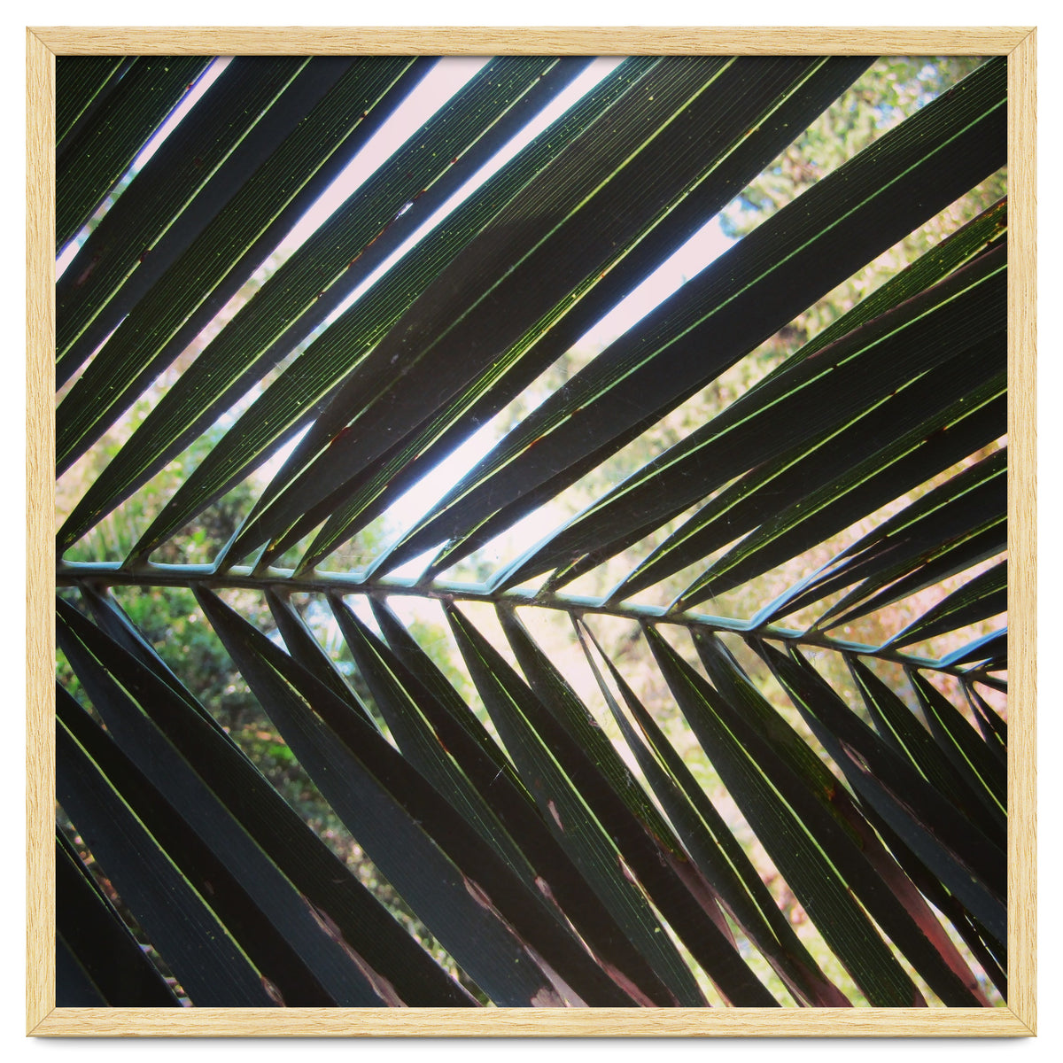 Palm leaf
