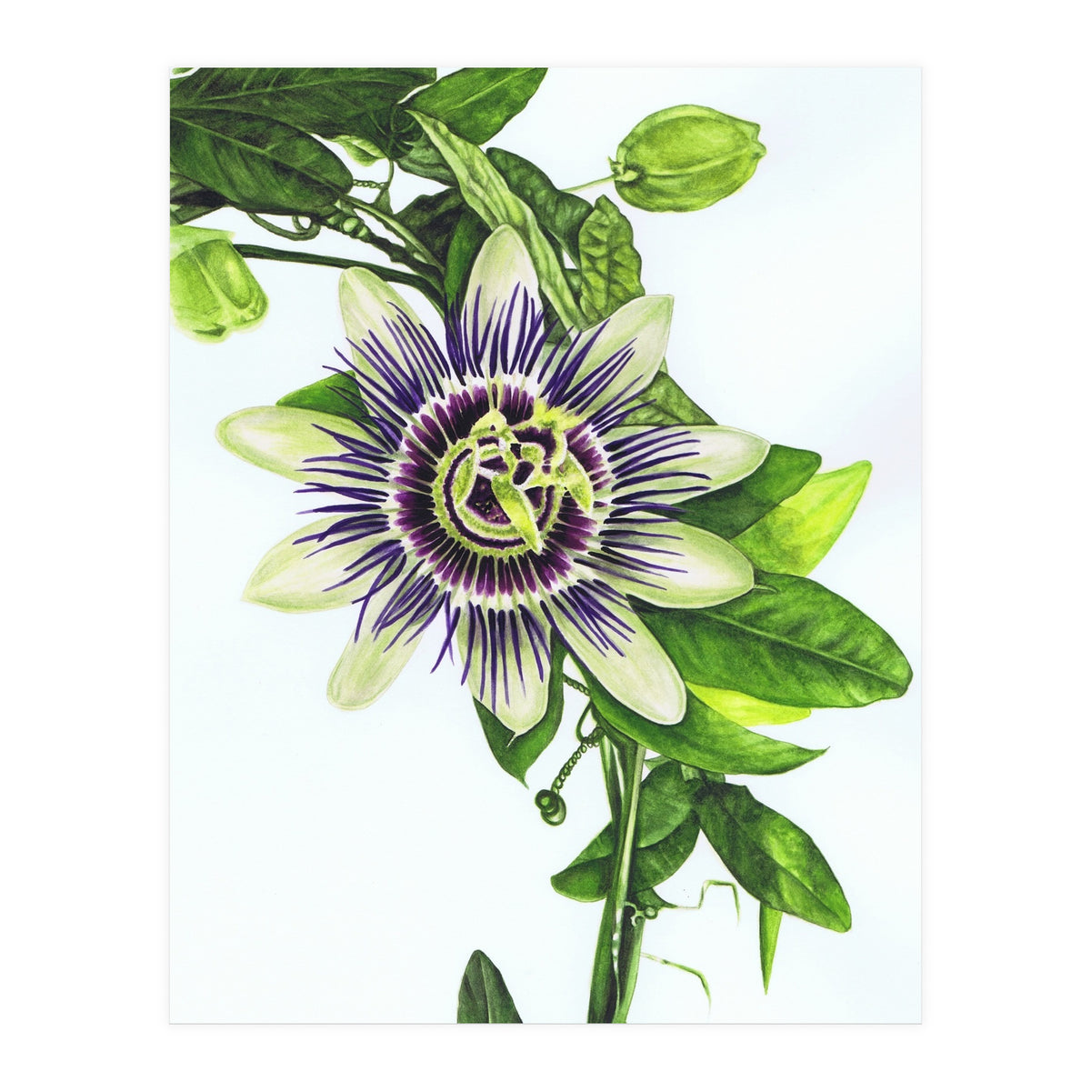 Passion Flower (Print Only)