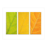 Autumn Leaves (Print Only) thumbnail
