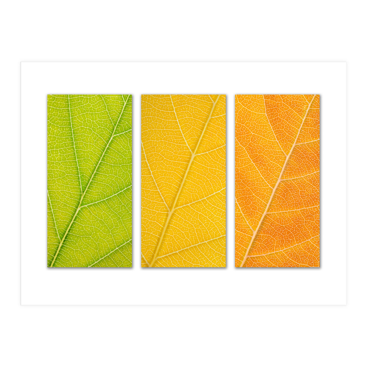 Autumn Leaves (Print Only)