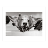 Bear Skin (Print Only) thumbnail