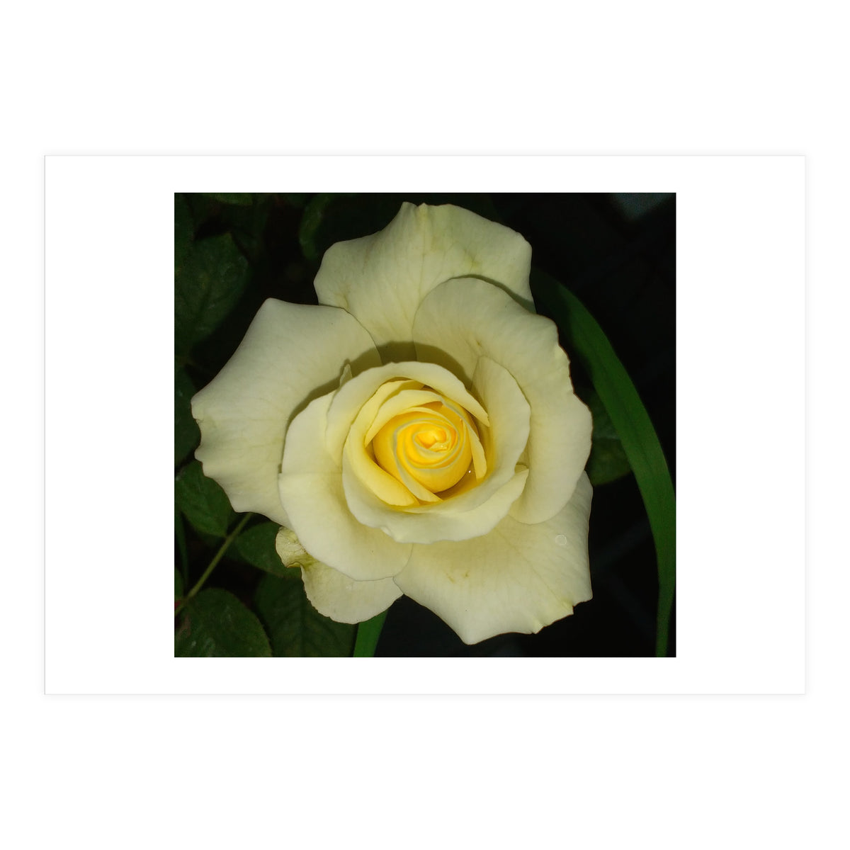 Blooming White Rose (Print Only)