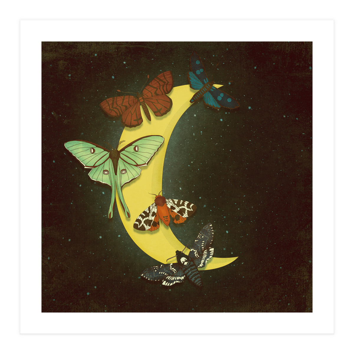 Moth moon (Print Only)