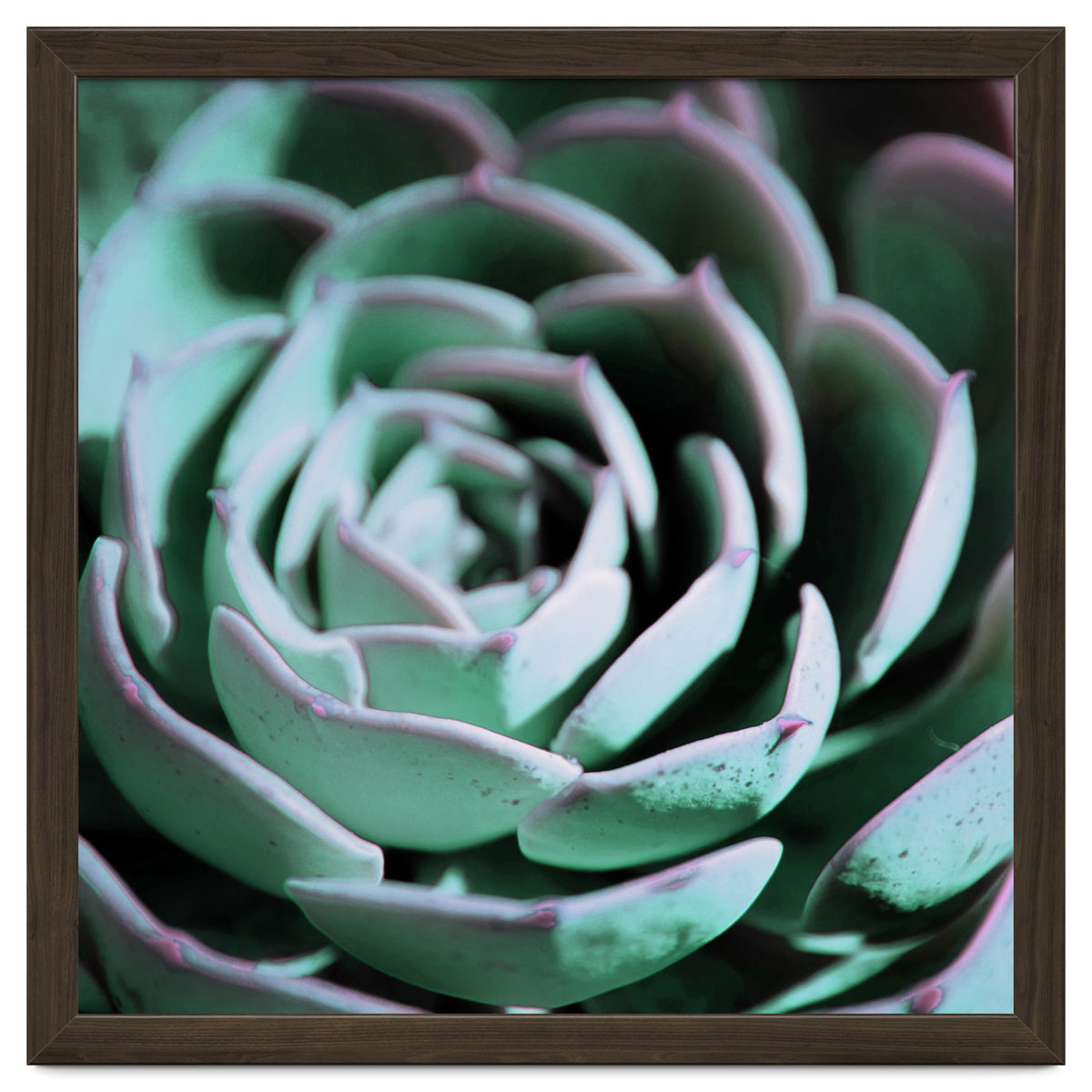 DARKSIDE OF SUCCULENTS III-A