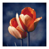 Tulips Flowers (Print Only)