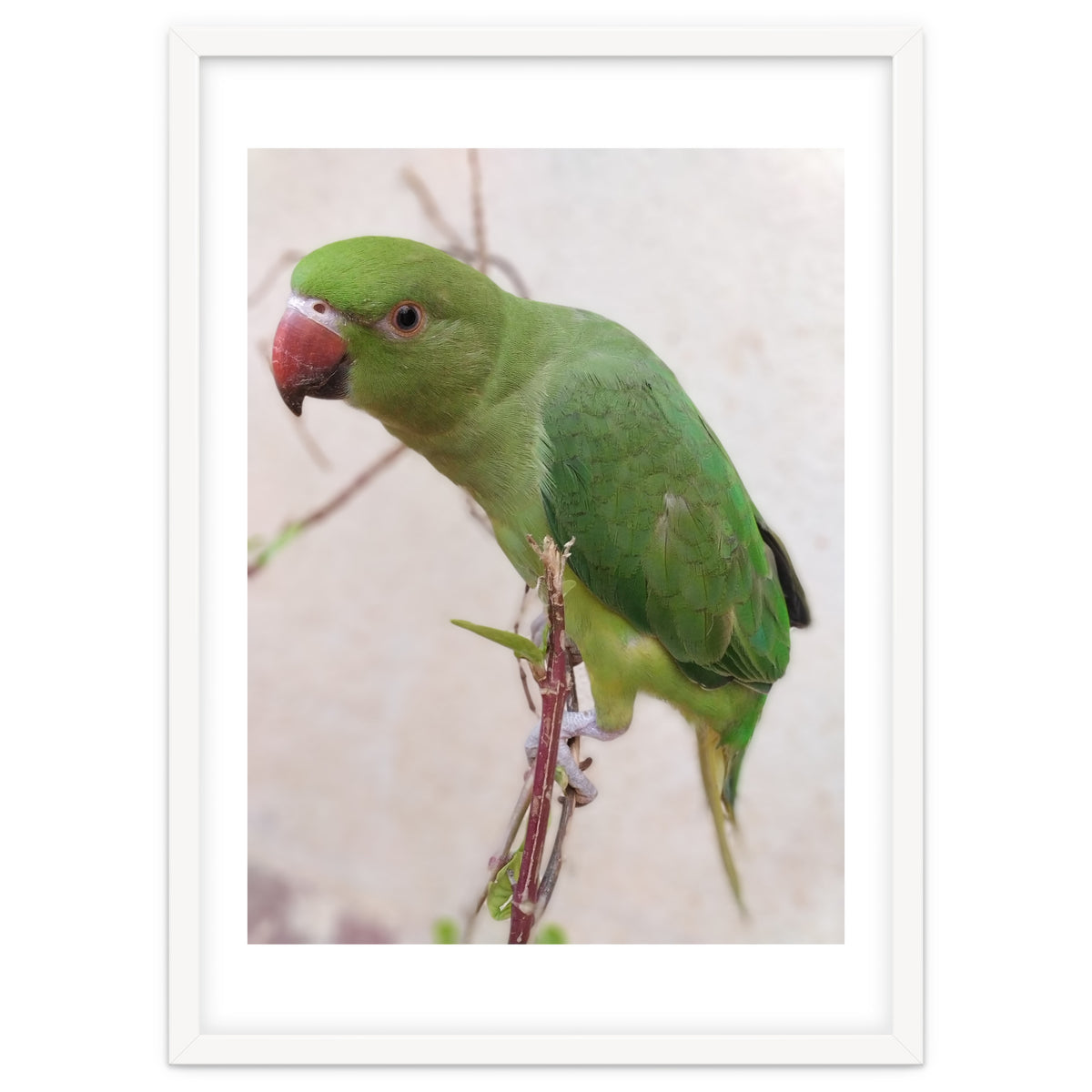 Lovely Indian Cute Parrot