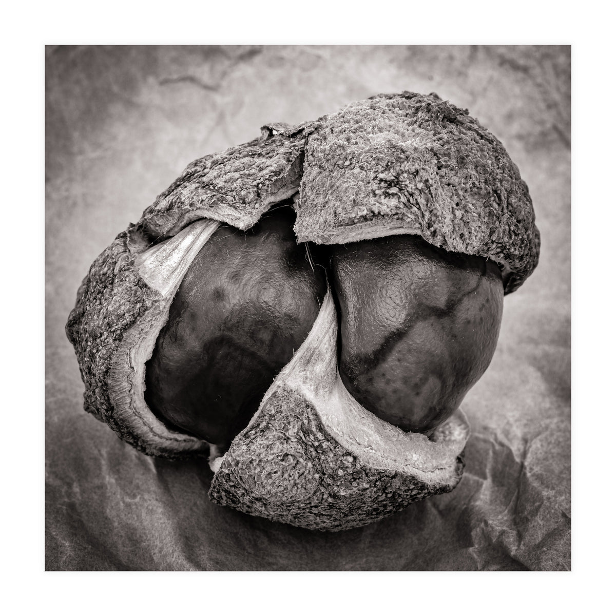 Double Conker (Print Only)