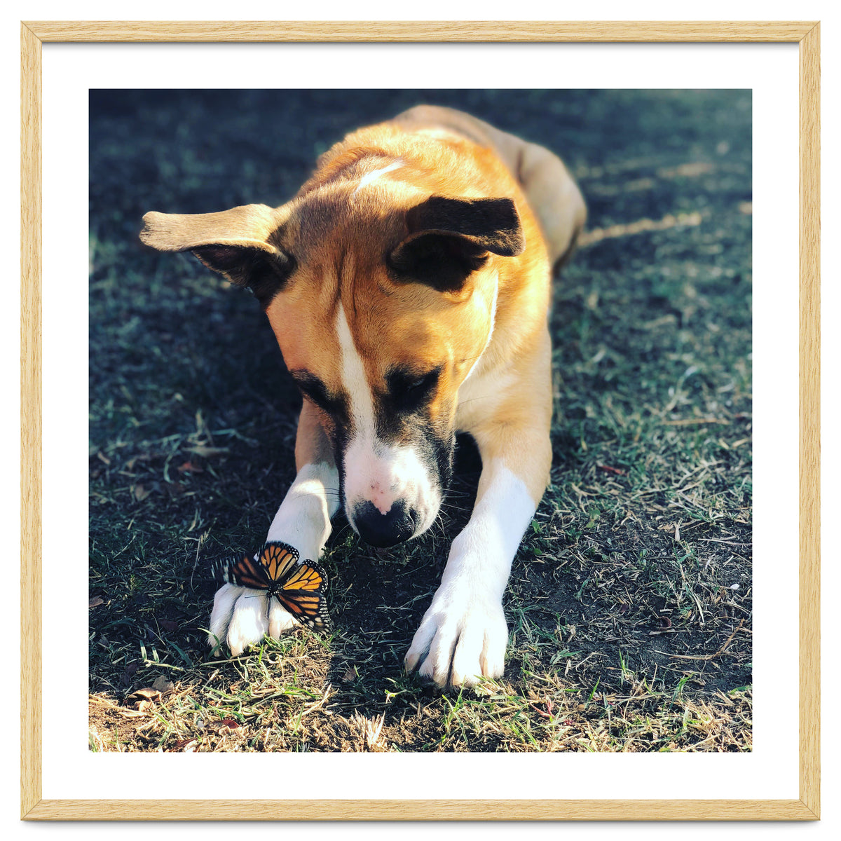 Cooper With Butterfly