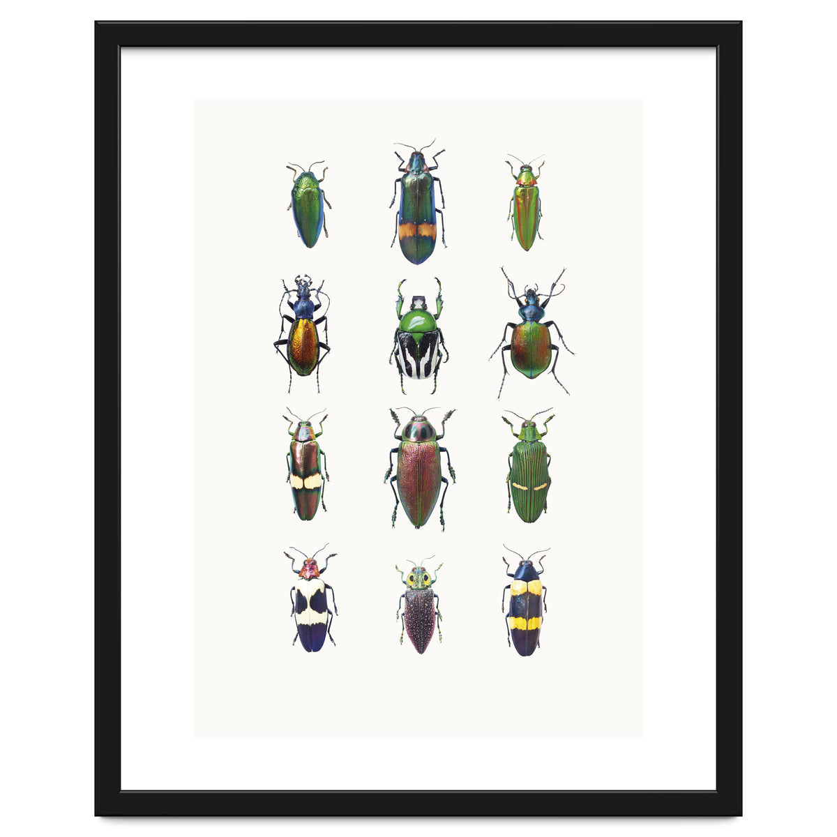 Cc Insects 03