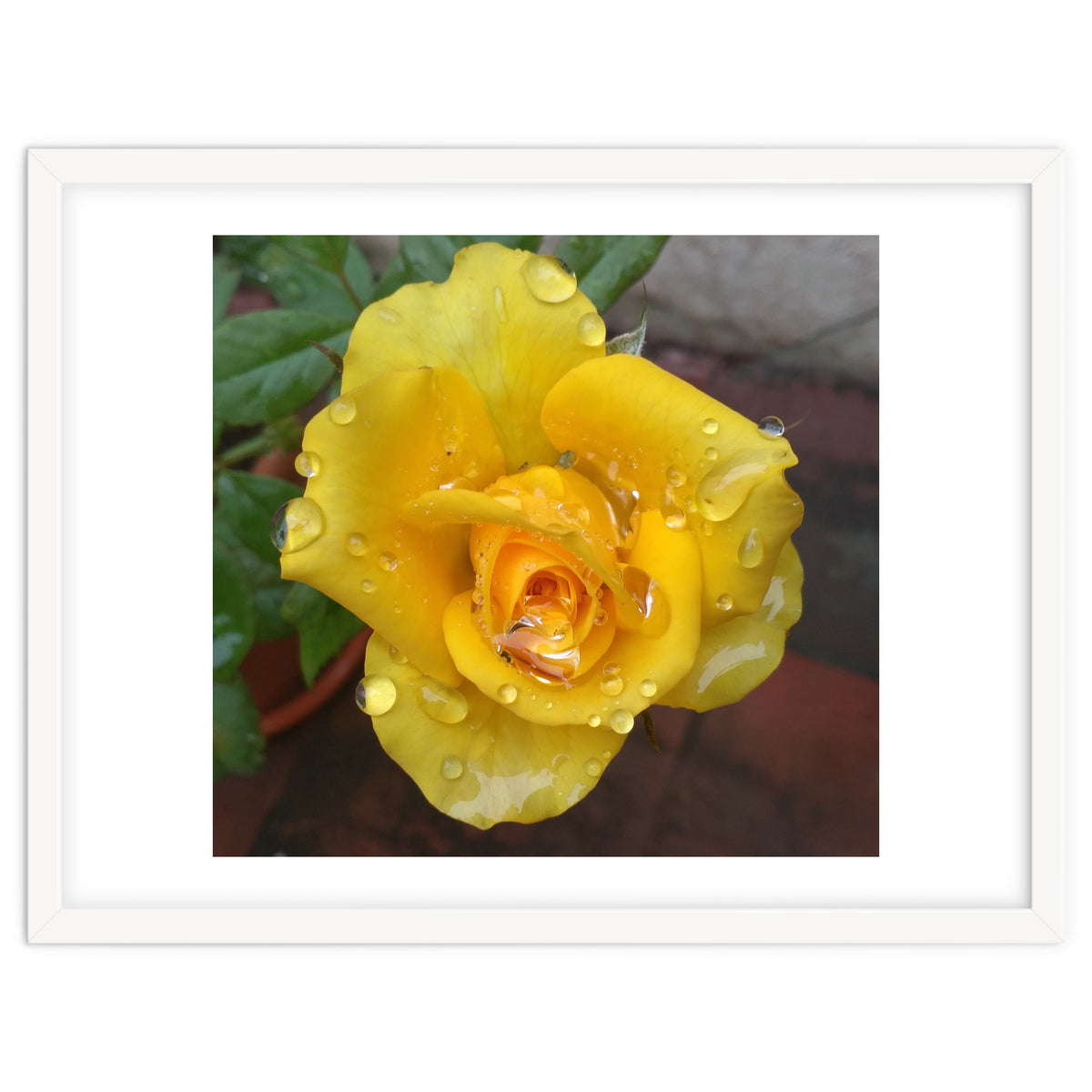 Yellow Rose with Dew Drops