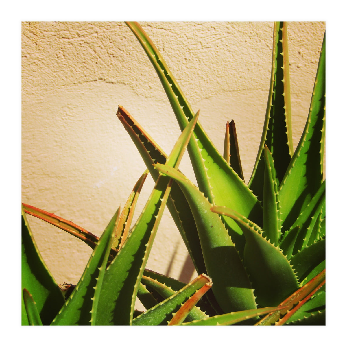 cacti and sunshine (Print Only)