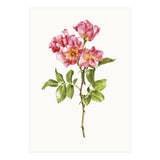Cc Roses 02 (Print Only) thumbnail