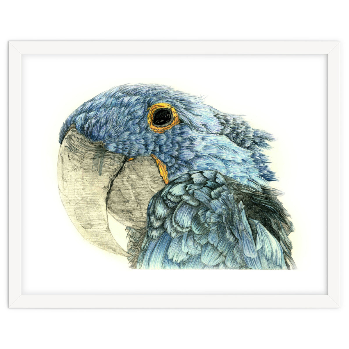 Blue Parrot