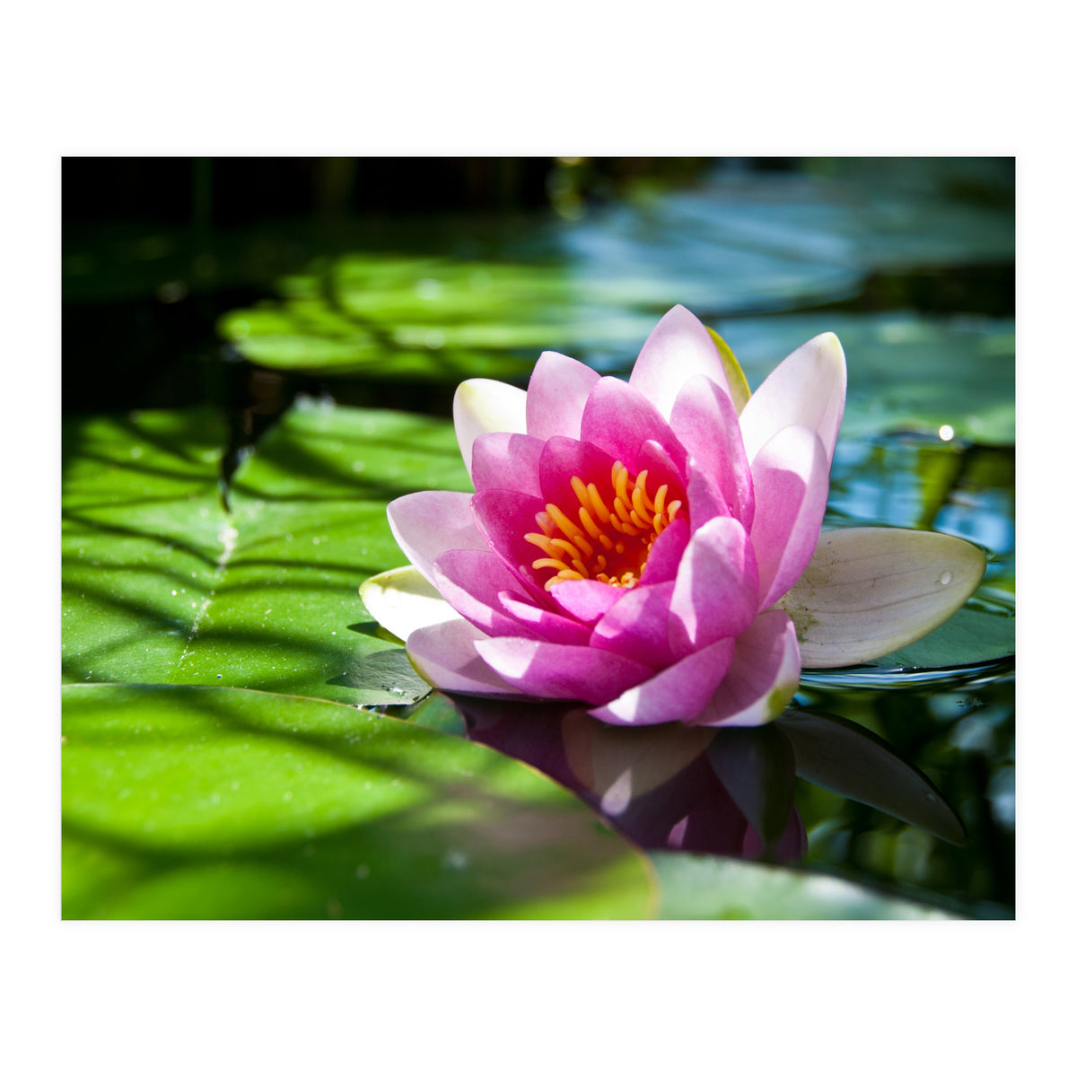 Waterlilie (Print Only)