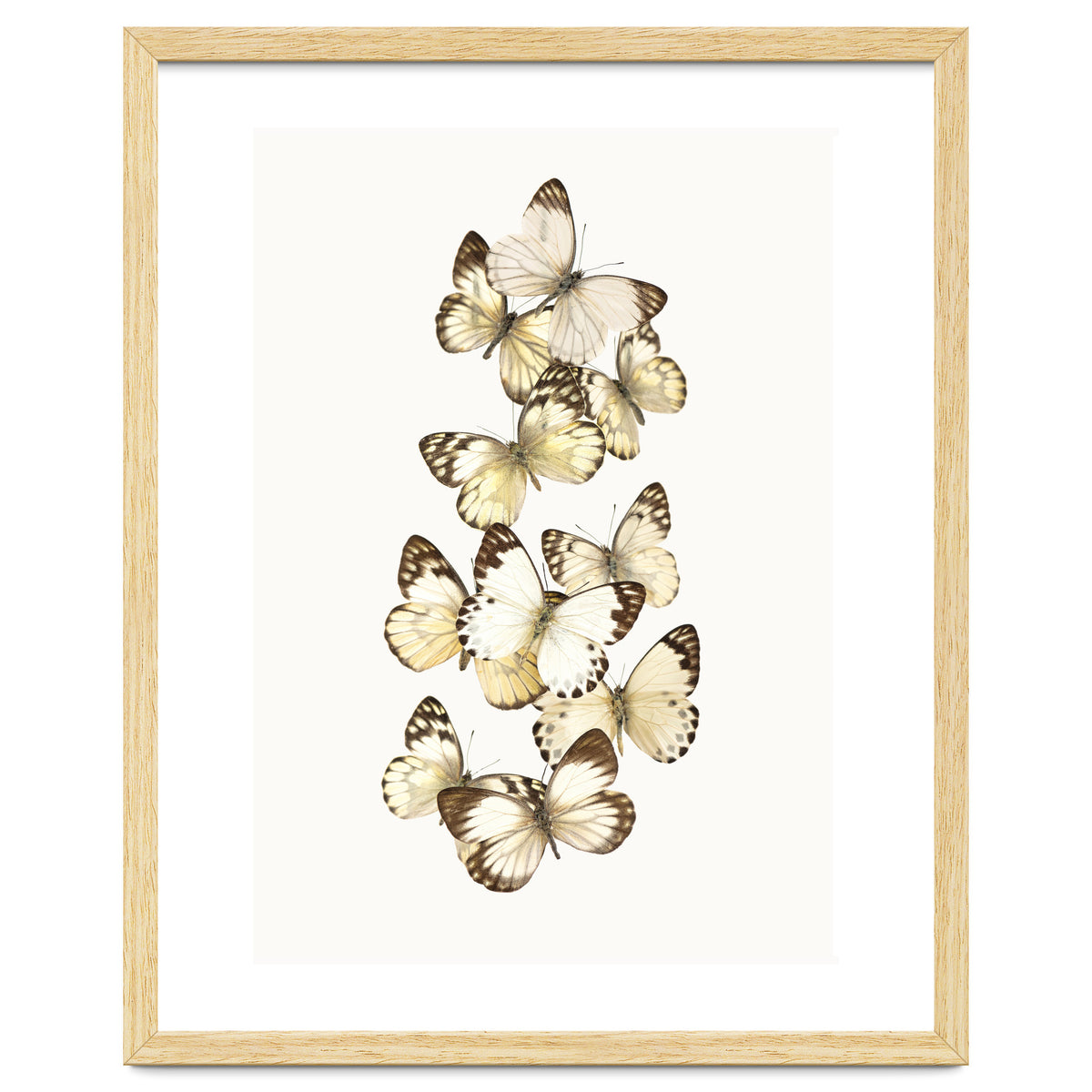 Cc Butterflies 01