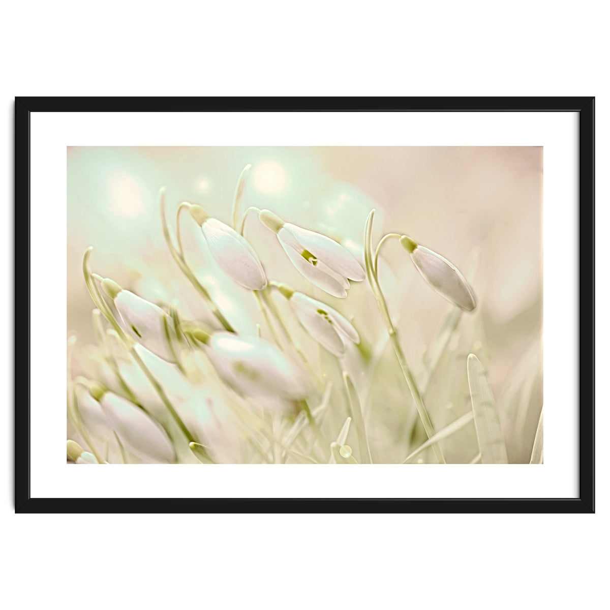 Enchanting Snowdrops