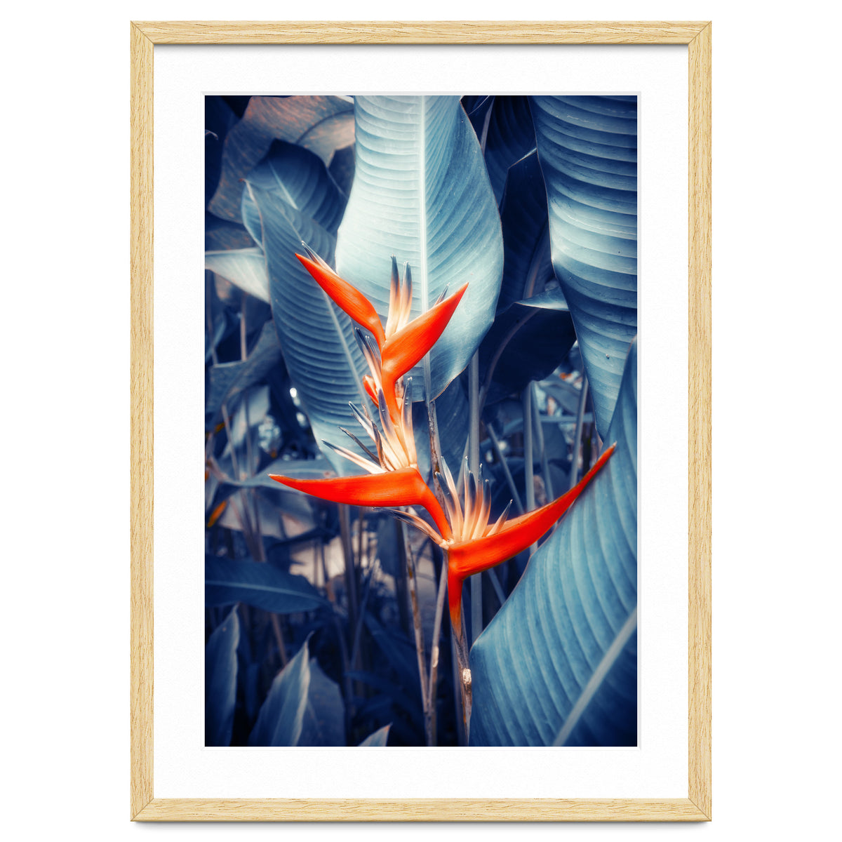 Parakeet Tropical Flower