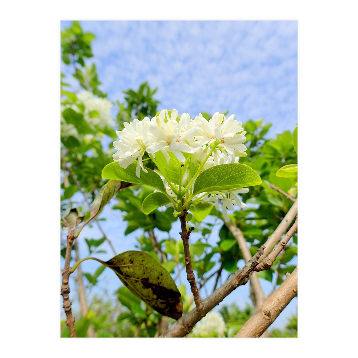 Glowing  (Print Only)