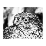 Peregrine  (Print Only) thumbnail