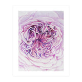A Rose Is A Rose Std (Print Only) thumbnail
