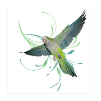 Flying quaker parrot (Print Only)