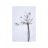 Wildflower in Winter (Print Only) thumbnail