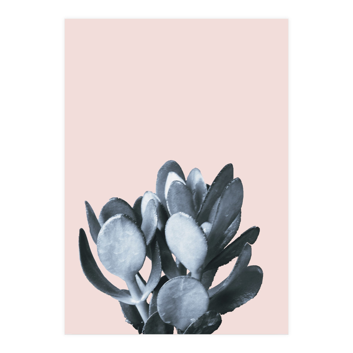 Cactus collection BL-II (Print Only)