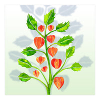 Physalis (Print Only)