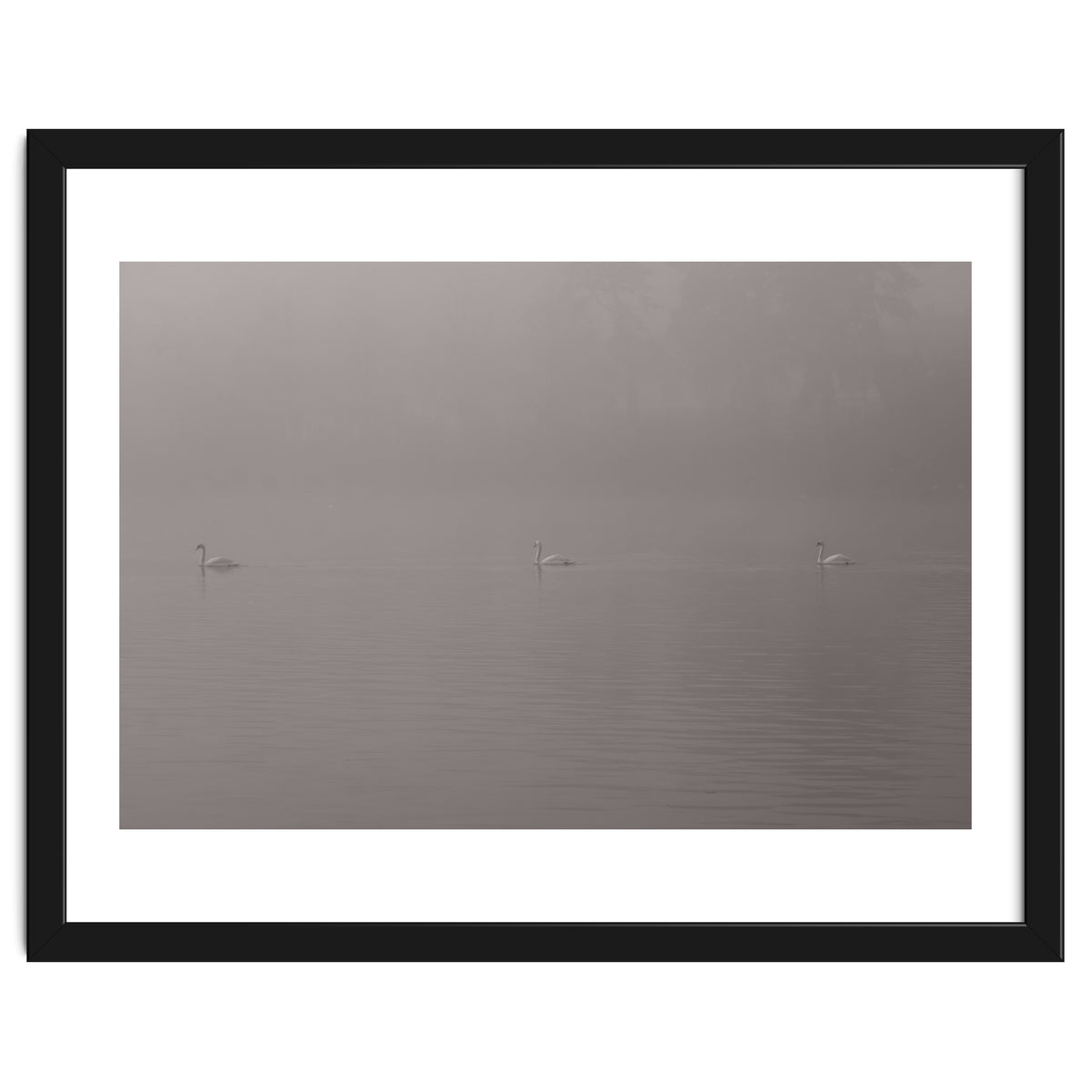 Swans in the mist