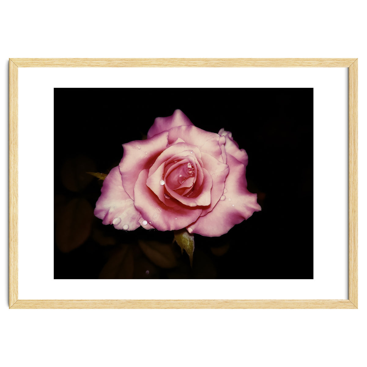 Satin Rose