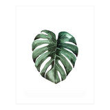 Botanical Illustration Monstera Deliciosa (Print Only) thumbnail
