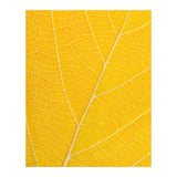 Autumn Leaf (Print Only) thumbnail