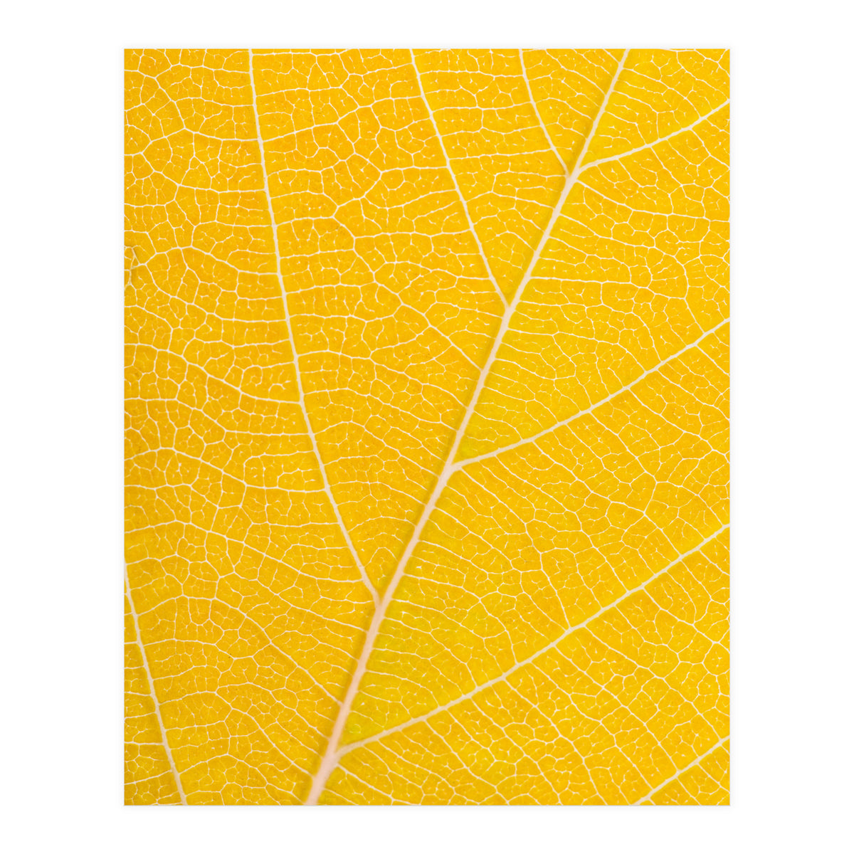 Autumn Leaf (Print Only)