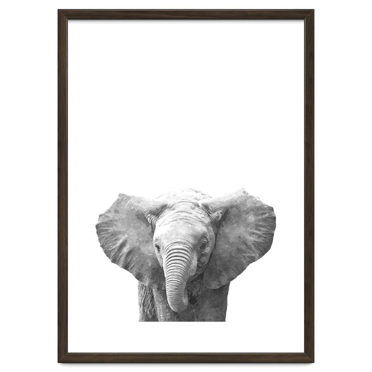 Black and White Baby Elephant